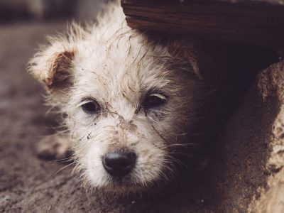 Abandoned Animals