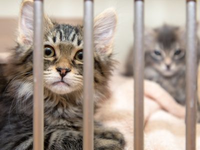 Abandoned Animals