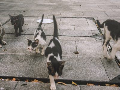 Abandoned Animals