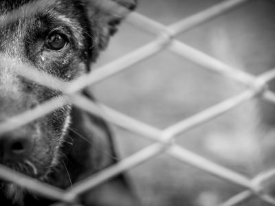 Abandoned Animals