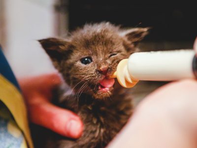 Abandoned Animals