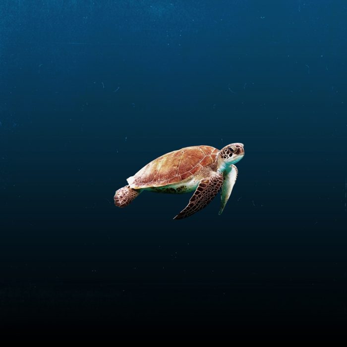CLEAN THE OCEANS - Image 4