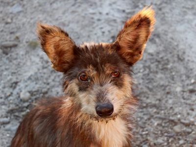 adoption-2355520_1920