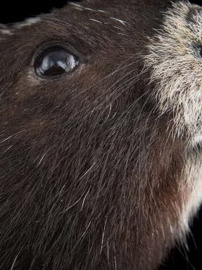animal (18)