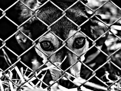 animal-welfare-1116213_1920