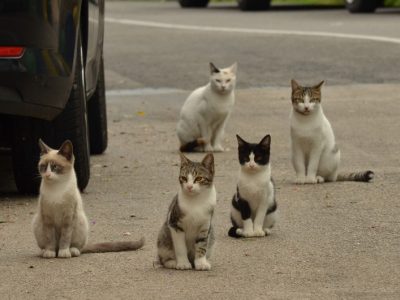 cat-1543541_1920