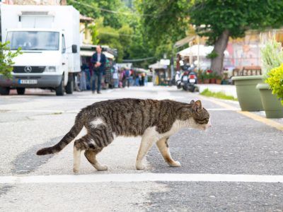 cat-4232979_1920