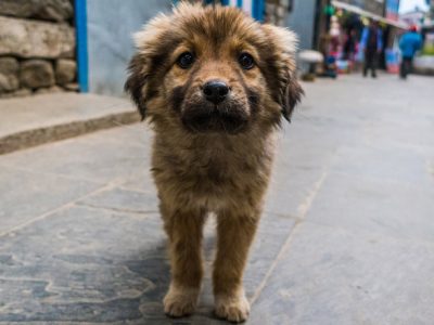 cute-2258711_1920