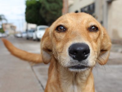 dog-2453179_1920