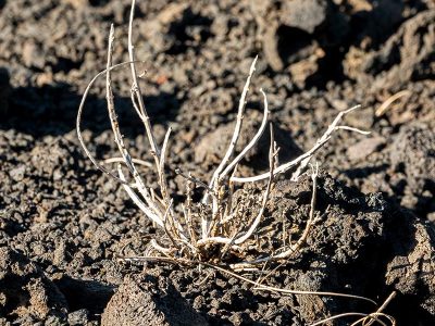 dried lives (2)