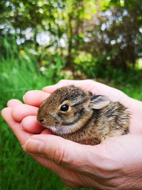 hands-holding-a-baby-rabbit-rescued-from-predatori-2022-11-15-20-53-10-utc