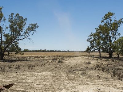scenery-field-full-different-kinds-dried-greenery-clear-sky