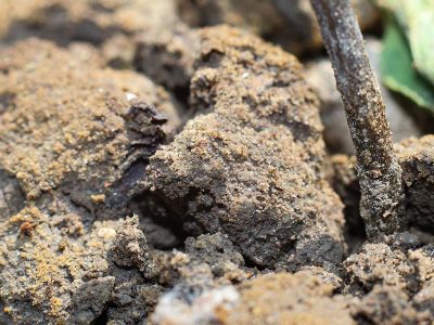 soil-4488943_1920